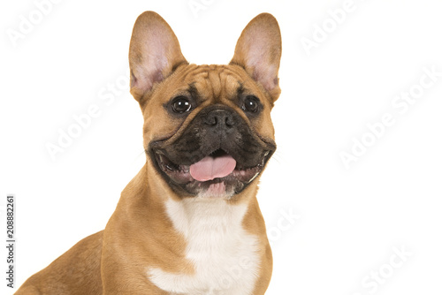 Portrait of a french bulldog smiling with mouth open isolated on a white background