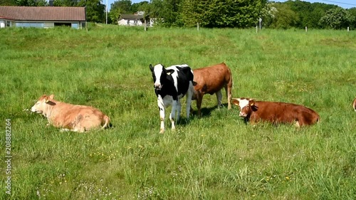 Four cows relaxing and grazing in a green field on a sunny day.