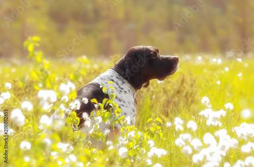 Dog english pointer portrait , sitting in the meadow and watching warm summer sunset 
