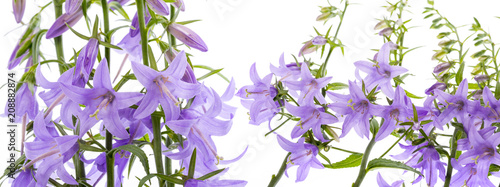 wild bellflower Campanula trachelium on a white background