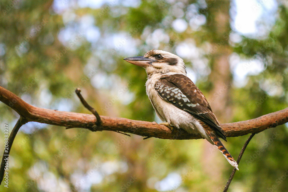 Australian Laughing Kookaburra perched on tree in wild Australian Laughing Kookaburra perched on tree in wild