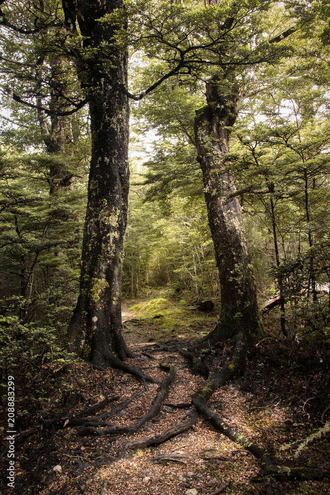 Fototapeta premium New Zealand forest