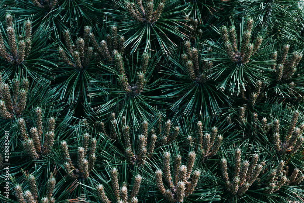 close up texture of green pine tree close up texture of green pine tree