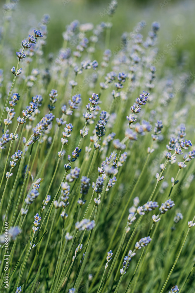 Obraz premium close up of background with beautiful lavender flowers