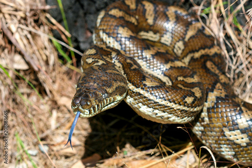 Australian Carpet Python (Morelia spilota) with forked tongue