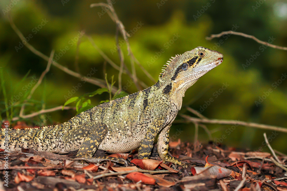 Australian Water Dragon in forest leaf litter Australian Water Dragon in forest leaf litter