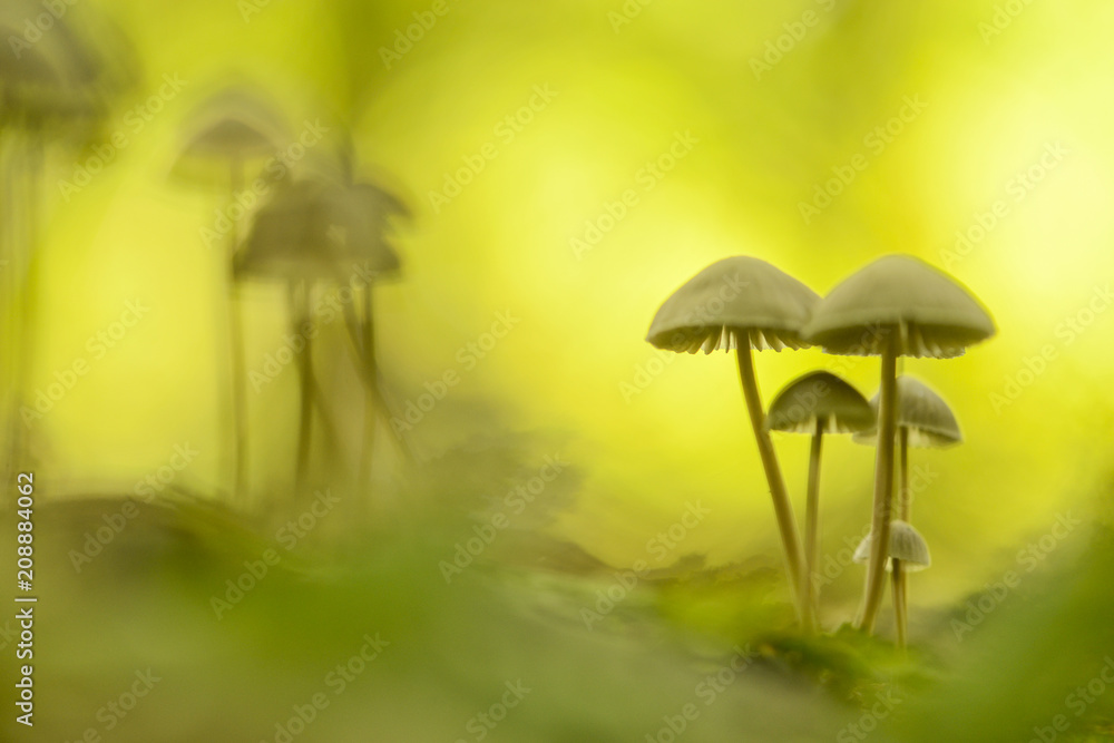 Fototapeta premium Toadstools in a art abstract ambiance in the forest