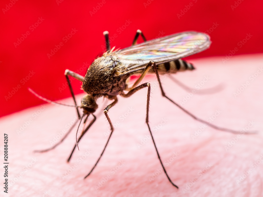 Yellow Fever, Malaria or Zika Virus Infected Mosquito Insect Macro on Red Background Yellow Fever, Malaria or Zika Virus Infected Mosquito Insect Macro on Red Background