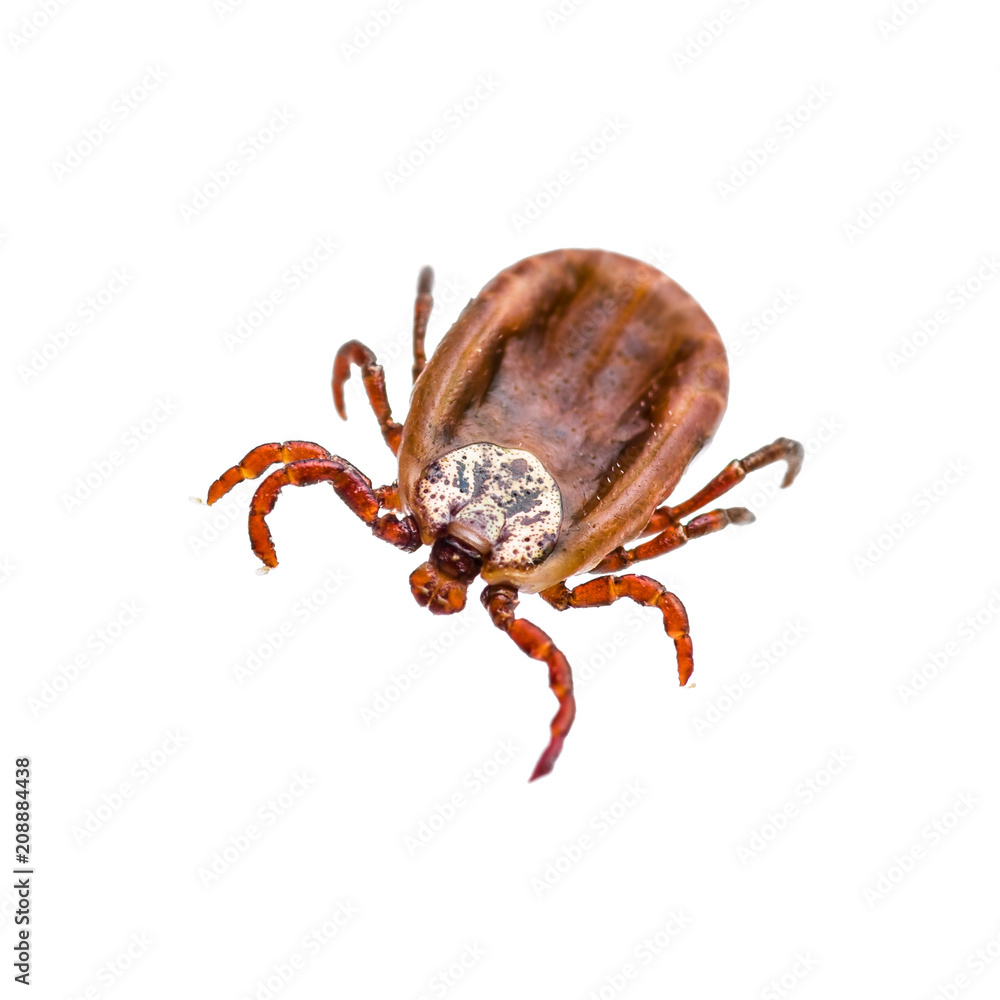 Encephalitis Virus or Lyme Disease Infected Tick Arachnid Insect Pest Isolated on White Background