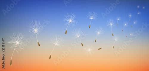 Fototapeta Naklejka Na Ścianę i Meble -  Dandelion seeds flying in sunset. Vector illustration for summer and nature horizontal banner design