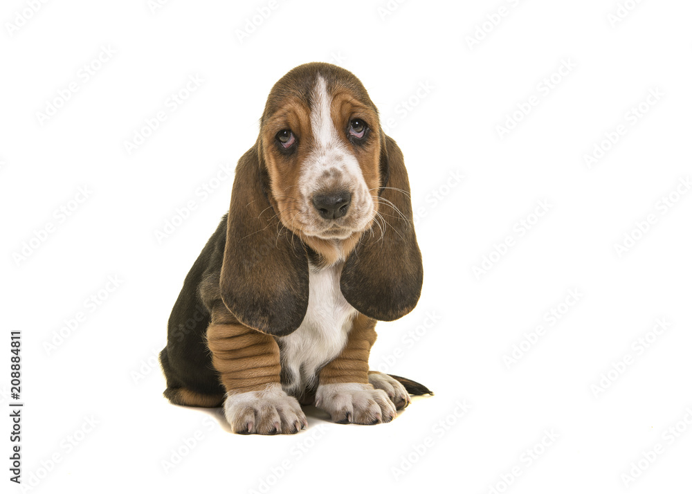 Adorable sad looking tricolor basset hound puppy sitting looking up isolated on a white background