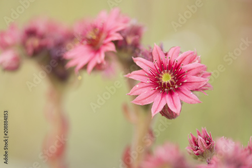 Pink blooming houseleek flowers on a natural background