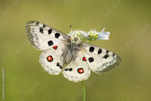 Apollo butterfly with open wings on a flower on agreen background photo