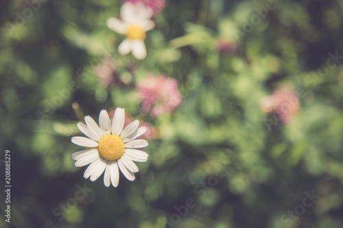 Bunte Blumenwiese mit Margarithe und Kleeblüten im Frühling photo