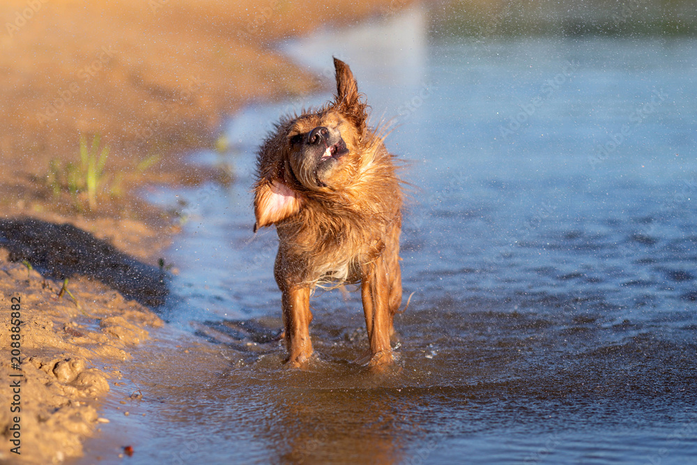 Dog shaking off after swimming Dog shaking off after swimming