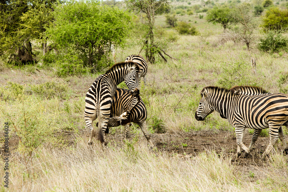 Obraz premium Zebra Trying to make Babies