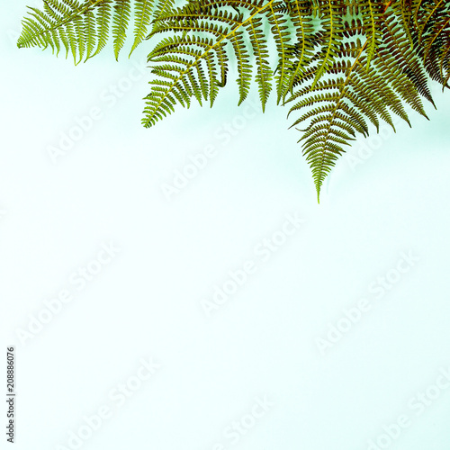 Fern leaves on blue background