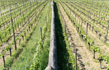 two vineyards with endless rows of vines separated by a long rock wall