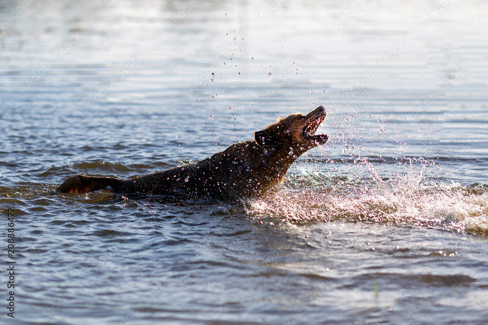 Fototapeta premium Dog having fun in the water