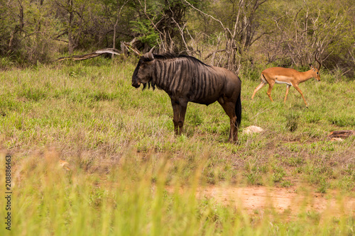 Wildebeest and Deer in Kruger National Park