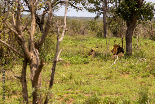 Female and Male Lions in the Shade at Kruger National Park