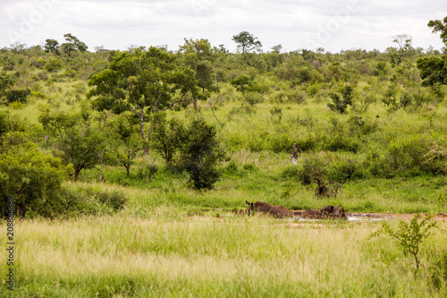 Relaxing Rhinos in Kruger National Park