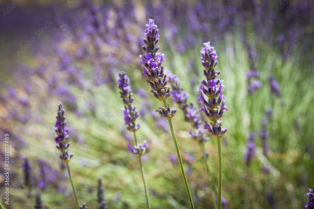 Obraz premium Lavender field in Provence, France