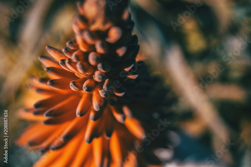 Intense red flower of ferocious aloe in sunlight