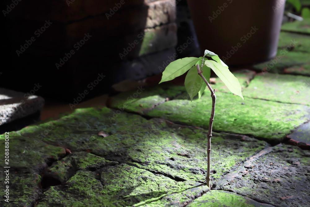 Small but strong tree growing between hard rock tiny space with freshness shining of morning sunlight.Business metaphor concept. Small but strong tree growing between hard rock tiny space with freshness shining of morning sunlight.Business metaphor concept.