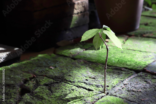 Εκτύπωση καμβά Small but strong tree growing between hard rock tiny space with freshness shining of morning sunlight