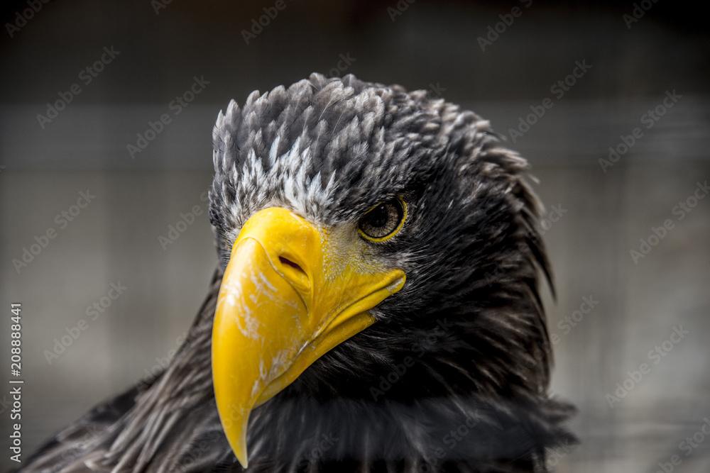 European eagle