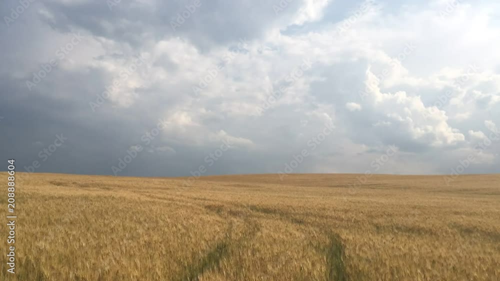 Summer landscape with wheat field at sunset, Czech Republic Summer landscape with wheat field at sunset, Czech Republic
