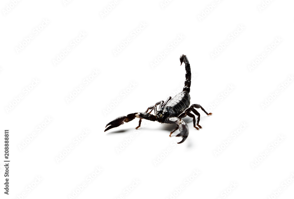 Scorpion isolated on white. Scorpion isolated on white.