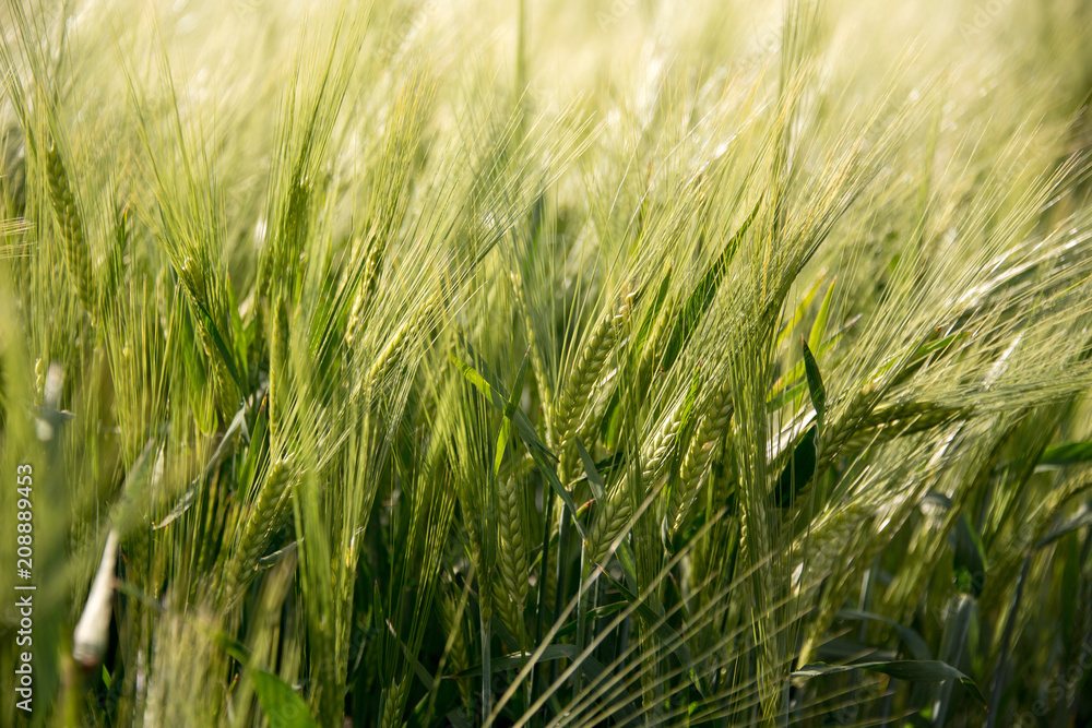blühende Ähren der Sommergerste mit langen Grannen glänzen im Gegenlicht blühende Ähren der Sommergerste mit langen Grannen glänzen im Gegenlicht