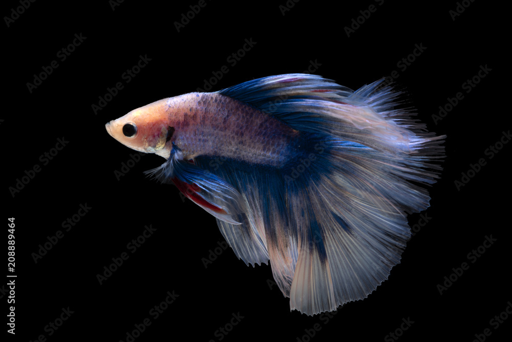 Fototapeta premium Siamese fighting fish on black background
