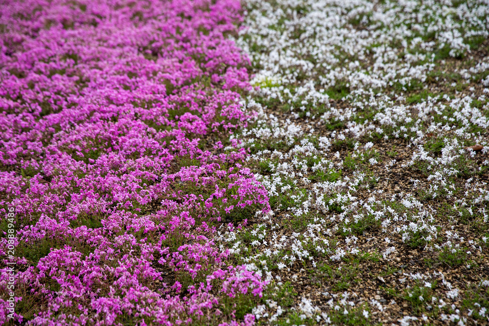 Obraz premium moss field at Shibazakura flower festival