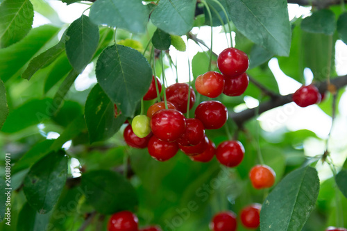on the tree in the garden there are many ripe cherries
