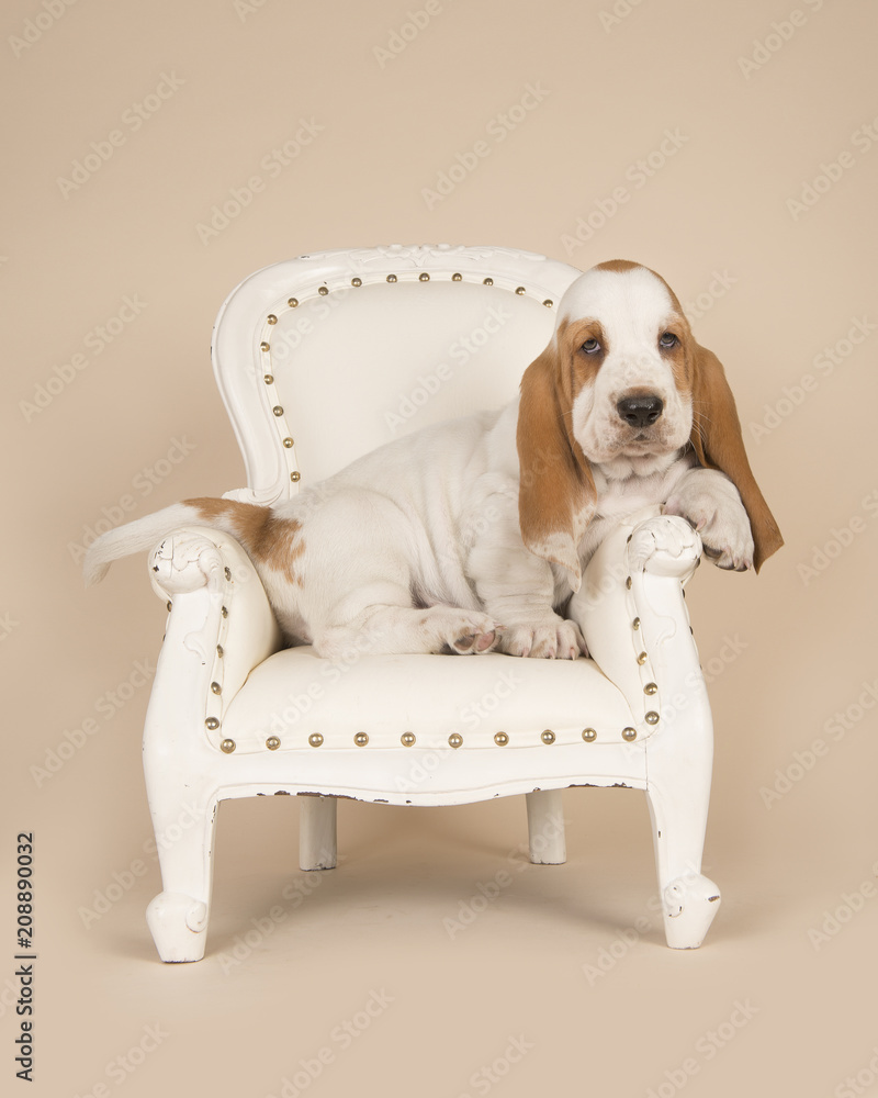 Cute sitting basset hound puppy resting in a classic white chair on a ...