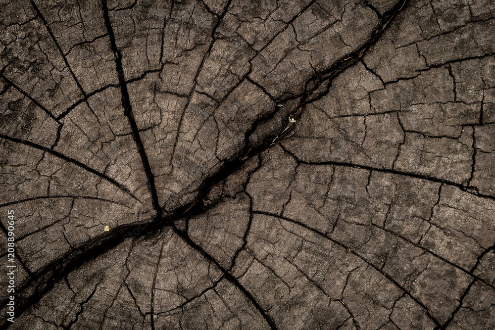 Dried stump texture , abstract background Dried stump texture , abstract background