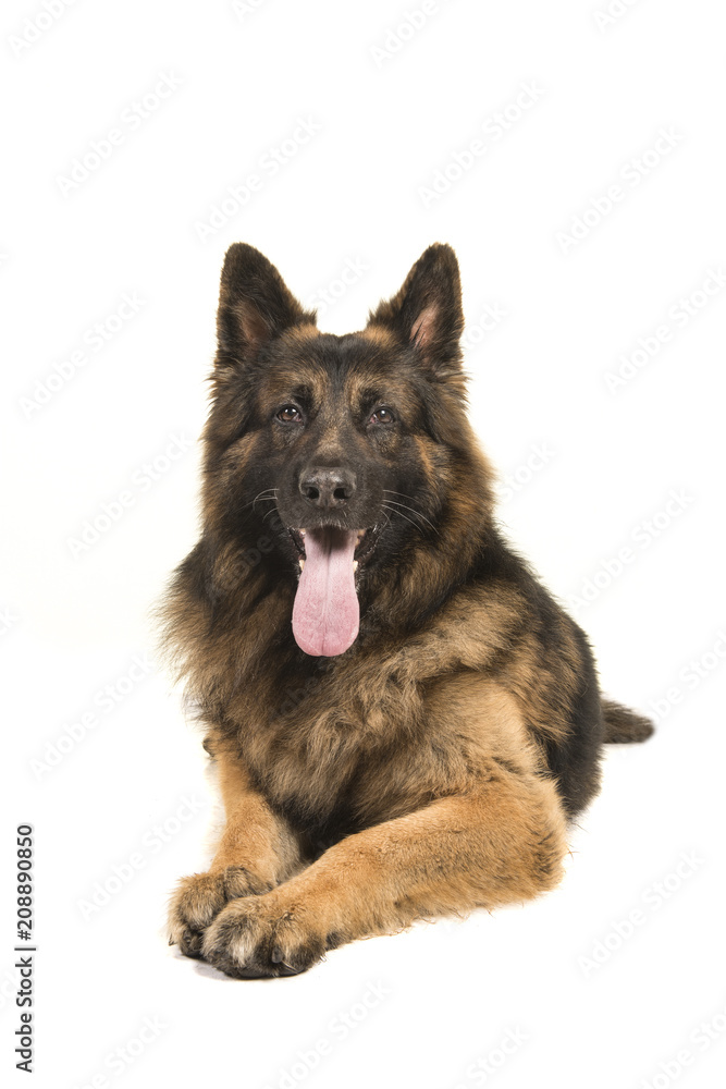 Adult old german shepherd dog lying down looking at the camera seen from the front isolated on a white background Adult old german shepherd dog lying down looking at the camera seen from the front isolated on a white background
