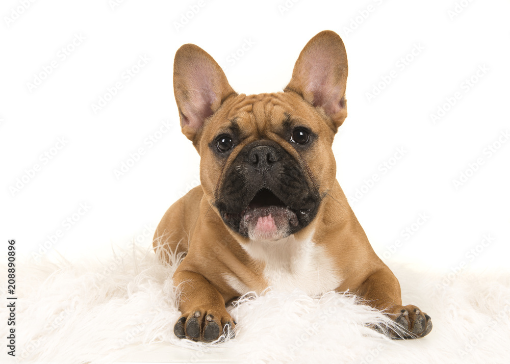 Brown french bulldog seen from the front lying down on a white fur looking at camera with mouth open on a white background