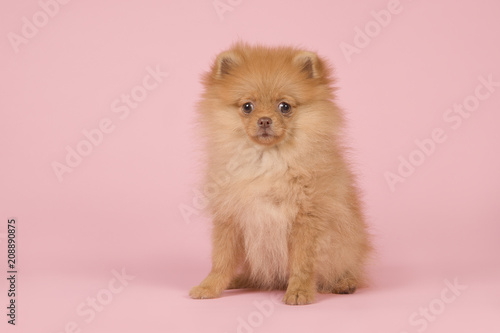 Cute mini spitz puppy dog sitting looking at the camera on a pink background