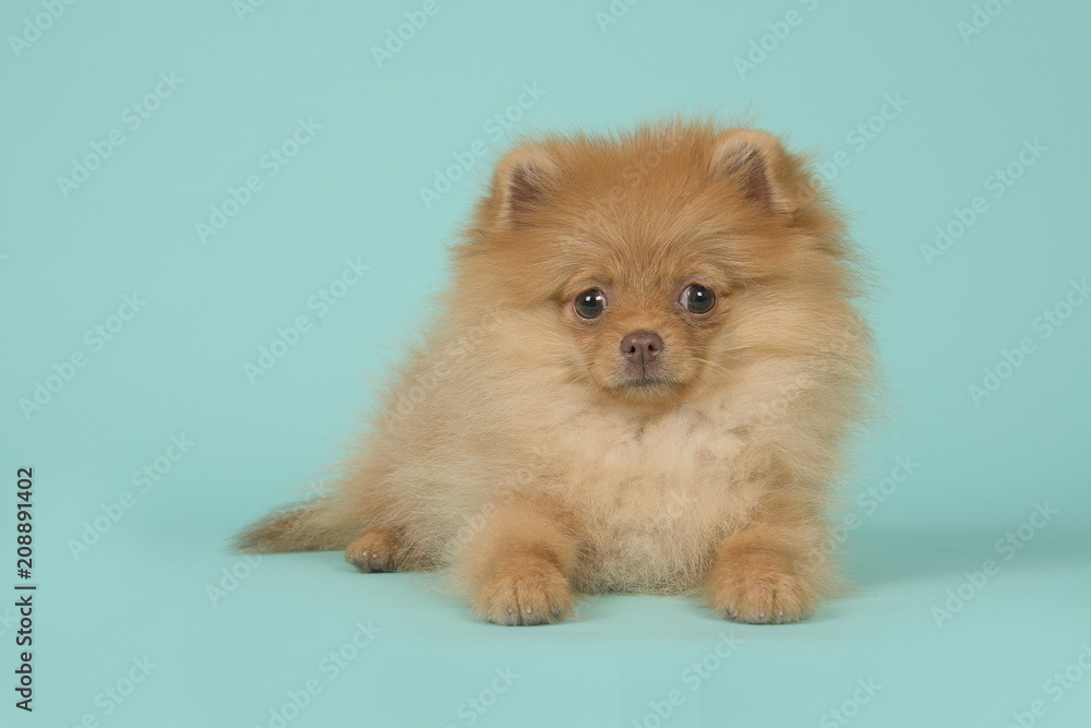 Cute mini spitz puppy dog lying down looking at the camera on a blue turquoise background Cute mini spitz puppy dog lying down looking at the camera on a blue turquoise background