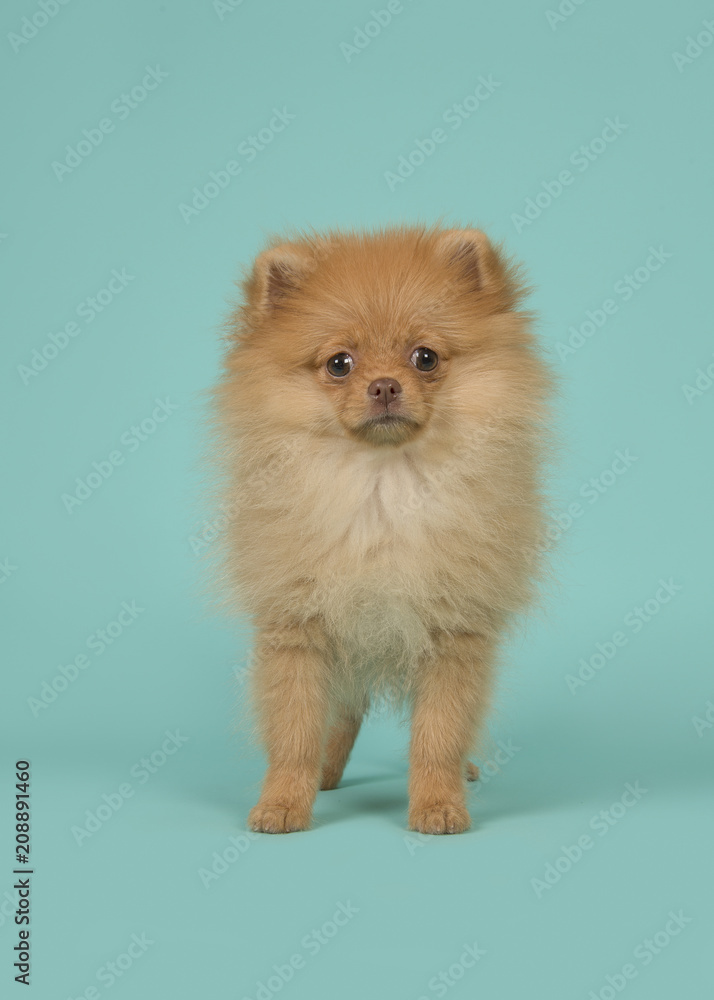 Cute mini spitz puppy dog standing looking at the camera on a blue turquoise background in a vertical image