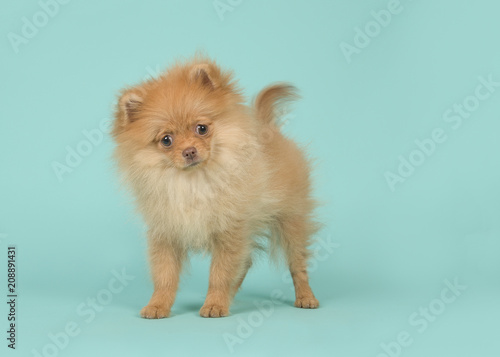 Cute mini spitz puppy dog standing and wagging its tail looking at the camera on a blue turquoise background