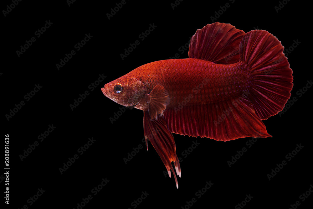 Super red betta fish. Siamese fighting fish isolated on black background. Super red betta fish. Siamese fighting fish isolated on black background.
