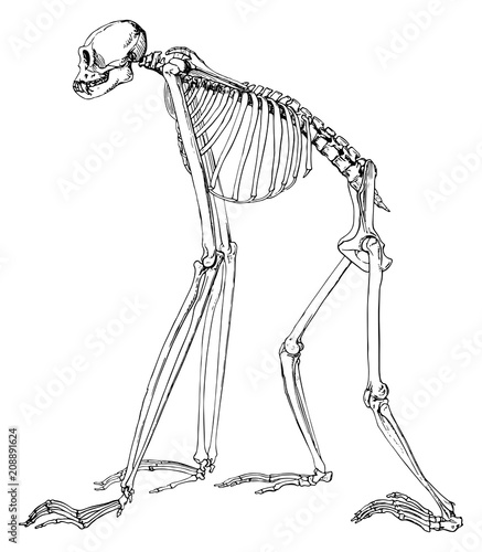 Monkey gibbon skeleton #vector #isolated - Affe Gibbon Skelett