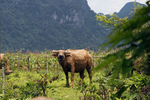 water buffalo with mud and fresh green grass in front of mountains in phong nha