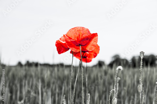 Fototapeta Naklejka Na Ścianę i Meble -  Mohnblumen