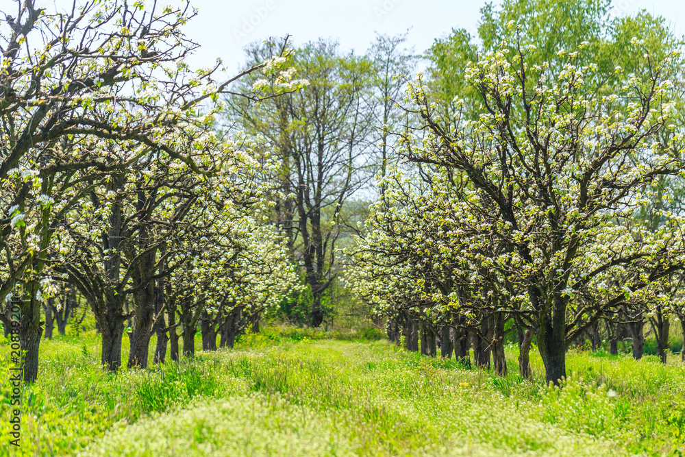 apple garden with blossoming trees